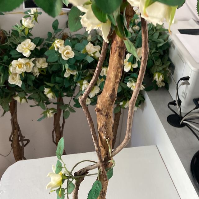 Flowering tree in a pot